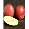 Картопля сорт Рудольф 1 репродукція 2.5кг.пакет.