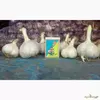 Честнок «Любаша» однозубка Честнок «Любаша» однозубка