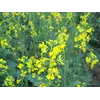 семена горчицы семена горчицы