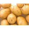 Картофель сорт Ривьера
