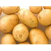 Картофель сорт Ривьера Картофель сорт Ривьера