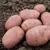 Картофель Пикасо 1 репродукция сетка 5кг. Картофель Пикасо 1 репродукция сетка 5кг.
