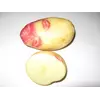 Картофель сорт Пикассо уп.5кг.