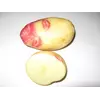 Картофель сорт Пикассо уп.5кг. Картофель сорт Пикассо уп.5кг.