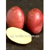 Картопля сорт Рудольф 1 репродукція 2.5кг.пакет. Картопля сорт Рудольф 1 репродукція 2.5кг.пакет.