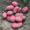 Картофель Торнадо 1 репродукция 5кг стка. Картофель Торнадо 1 репродукция 5кг стка.