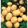 Картофель Гранада 1 репродукция сетка 5кг. Картофель Гранада 1 репродукция сетка 5кг.