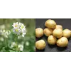 Картофель Ривьера 1 репродукция сетка 2,5кг. Картофель Ривьера 1 репродукция сетка 2,5кг.