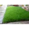 Райграс семена Райграс семена