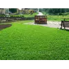 Семена клевера Семена клевера