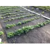 Агроволокно черное 50% 1.6 метра ширина Агроволокно черное 50% 1.6 метра ширина