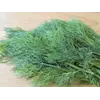 Укроп  1кг Укроп  1кг