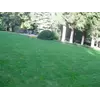 Полевица побегоносная семена Полевица побегоносная семена