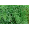 укроп Амброзия 1кг укроп Амброзия 1кг