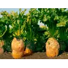 Свекла  Бригадир 0.5кг.уп.Германия Свекла  Бригадир 0.5кг.уп.Германия