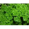 Петрушка Кучерявая Петрушка Кучерявая