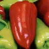 Перец Перец