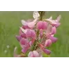 эспорцет семена медонос эспорцет семена медонос