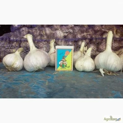 Честнок «Любаша» однозубка Честнок «Любаша» однозубка