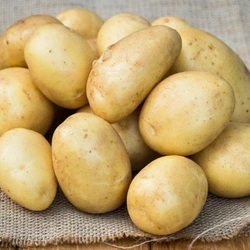 Картофель Лаперла  1 репродукция сетка 3кг. Картофель Лаперла  1 репродукция сетка 3кг.