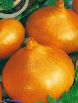 Лук Луганский семена Лук Луганский семена