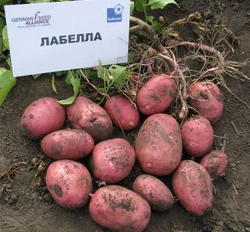 Картофель сорт Лобела 3кг.сетка Картофель сорт Лобела 3кг.сетка