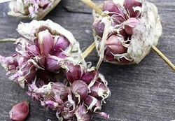 Чеснок воздушка Чеснок воздушка