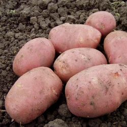 Картофель Пикасо 1 репродукция сетка 5кг. Картофель Пикасо 1 репродукция сетка 5кг.