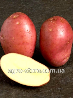 Картопля сорт Рудольф 1 репродукція 2.5кг.пакет. Картопля сорт Рудольф 1 репродукція 2.5кг.пакет.