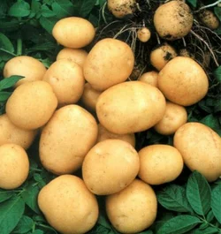 Картофель Гранада 1 репродукция сетка 5кг. Картофель Гранада 1 репродукция сетка 5кг.