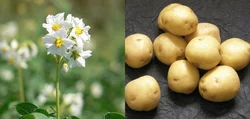 Картофель Ривьера 1 репродукция сетка 2,5кг. Картофель Ривьера 1 репродукция сетка 2,5кг.