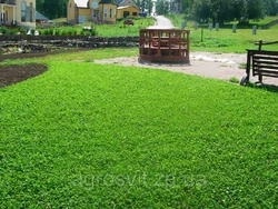 Семена клевера Семена клевера