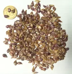 Чеснок воздушка  фракция 4-5 Чеснок воздушка  фракция 4-5