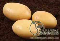 Картофель сорт Нектар 1 репродукция сетка 3кг Картофель сорт Нектар 1 репродукция сетка 3кг