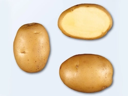 Картофель Ривьера сверхранняя 1 репродукция сетка 5кг.