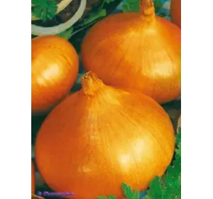 Лук Луганский семена Лук Луганский семена