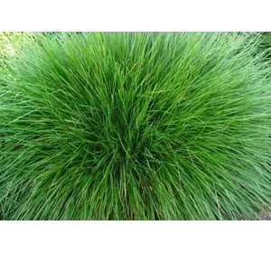 Овсяница семена Овсяница семена