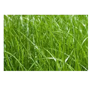 Мятлик луговой семена Мятлик луговой семена