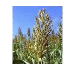 суданка суданка