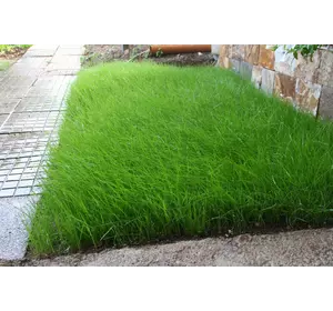 райграс райграс