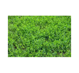 Спорыш семена для газона. Спорыш семена для газона.