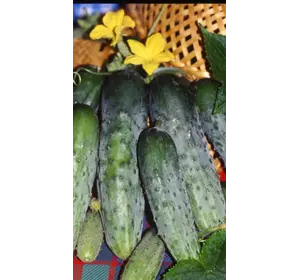 Огурец феникс плюс Огурец феникс плюс