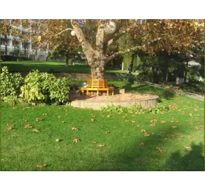 Засухоустойчивый газон семена Засухоустойчивый газон семена