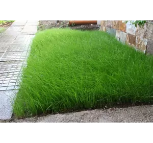 Райграс семена Райграс семена