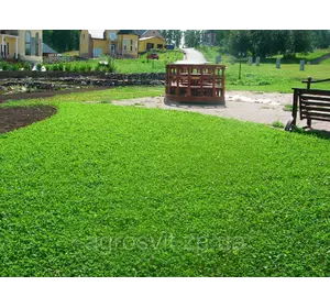 Семена клевера Семена клевера