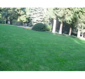 Полевица побегоносная семена Полевица побегоносная семена