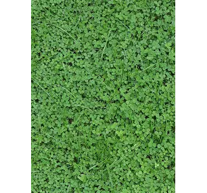 Клевер белый семена Клевер белый семена