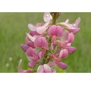 эспорцет семена медонос эспорцет семена медонос
